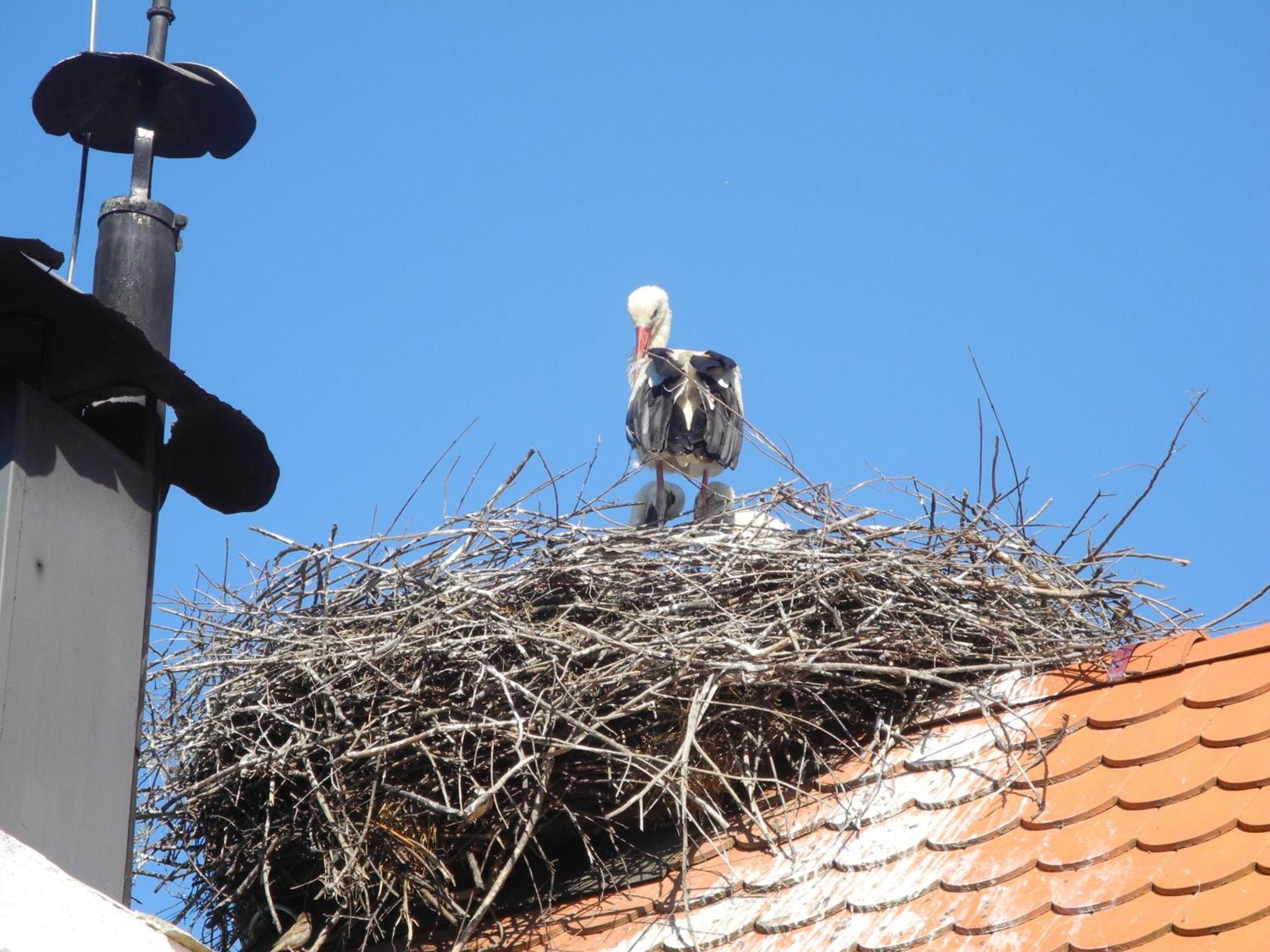 Tradicije Cigoc Hotel Bagian luar foto